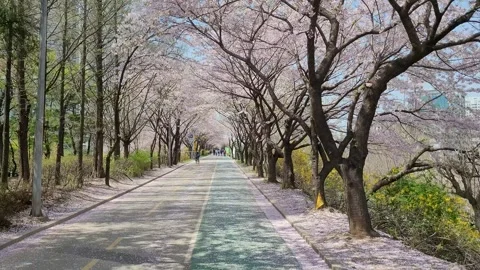Cherry Blossom Petals Falling on a Spring Park Path Video stock 323344083