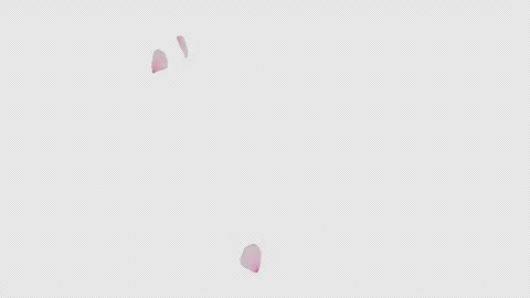 Cherry Blossom Petals Falling on Transparent Alpha Видео 344616529