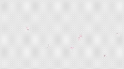 Cherry Blossom Petals Falling on Transparent Alpha Stockbeeldmateriaal 345184509