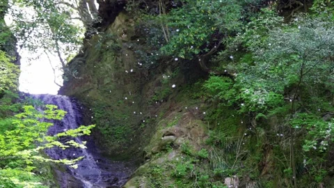 Cherry blossom petals falling into the waterfall 001 Stock Footage 321133412