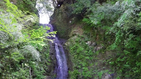 Cherry blossom petals falling into the waterfall 002 Stock Footage 321133428