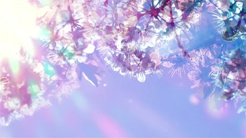 Cherry blossom petals flattering in soft breeze on blue sky. Sunrising up view Видео 233439889