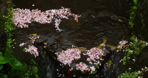 Cherry Blossom Petals Floating on Flowing Water in Japanese Garden Stream Stock Footage 333014715