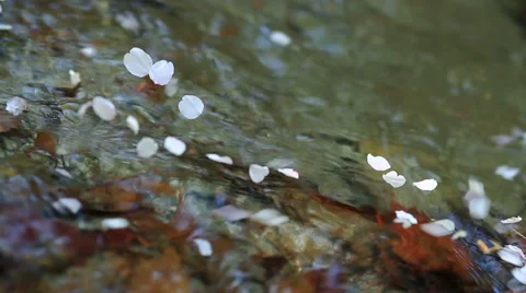 Cherry blossom petals floating on a river. Stock Footage 59940196