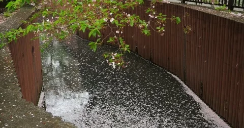 Cherry Blossom Petals Floating on River with Swaying Branches in Tokyo Vídeos de archivo 334632745