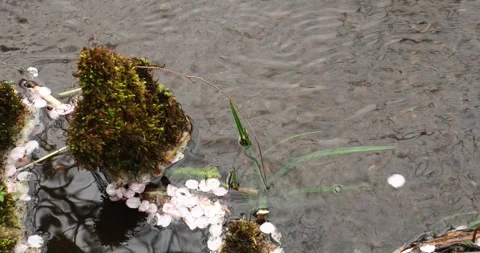 Cherry Blossom Petals Floating in a Stream at Hakone Wildflower Garden Stock Footage 336034980