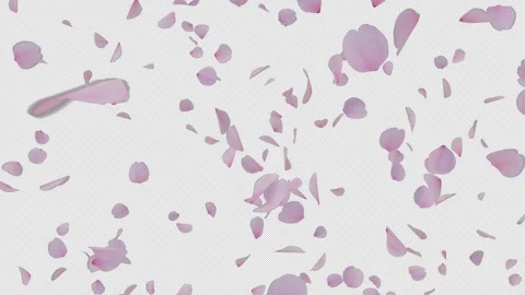 Cherry Blossom Petals Floating on Transparent Alpha Stock Footage 346861443
