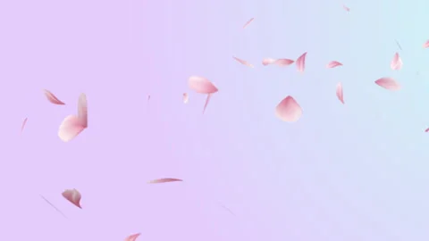 Cherry blossom petals flying, floating and swaying in the wind Stock-Footage 243363286