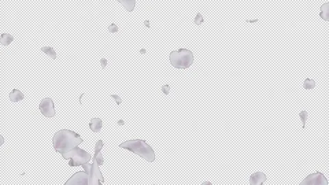 Cherry blossom petals Stock Footage 165820295