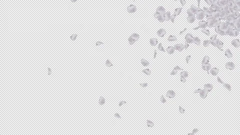 Cherry blossom petals Stock Footage 165875765