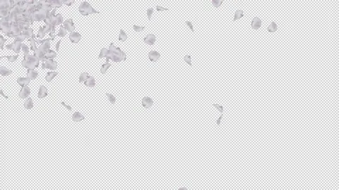 Cherry blossom petals Stock Footage 165877742