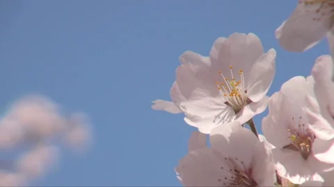 Cherry Blossom Petals Up Stock-Footage 332022740