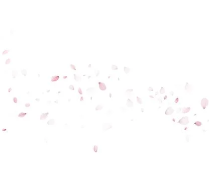 Cherry Blossom Petals Rain Vector For Romantic Spring Wedding Design Stock-Illustration
