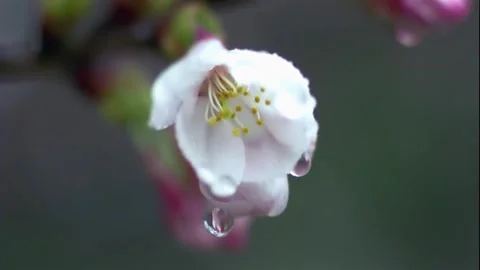 Cherry Blossom Petals with Raindrops in Macro Video stock 327193740