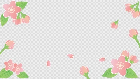 Cherry blossom petals spring animation frame video with alpha channel Stock Footage 169200372