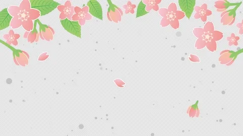 Cherry blossom petals spring animation frame video with alpha channel Stock Footage 169200701