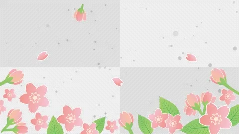 Cherry blossom petals spring animation frame video with alpha channel Stock Footage 169200788