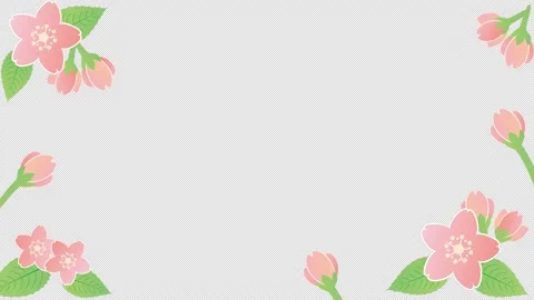 Cherry blossom petals spring animation frame video with alpha channel Stock Footage 169200849