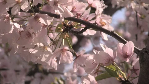 Cherry blossom petals in the wind Stock Footage 74072923