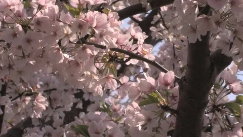 Cherry blossom petals in the wind Stock Footage 74072927