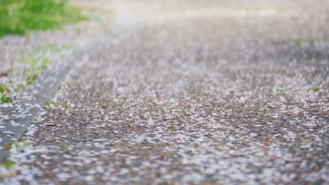 Cherry blossom petals in the wind on ground Stock Footage 100884028