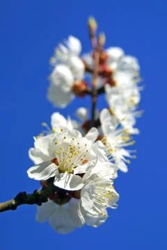Cherry blossom Stock Photos
