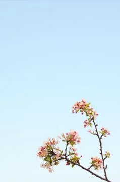 Cherry blossom Stock-Fotos