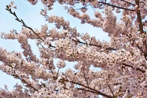 Cherry blossom Stock Photos