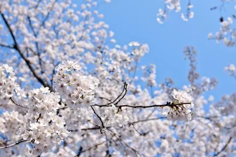 Cherry blossom Foto stock
