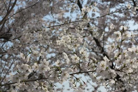Cherry Blossom Stock Photos