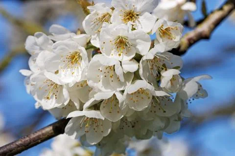 Cherry blossom Stock Photos