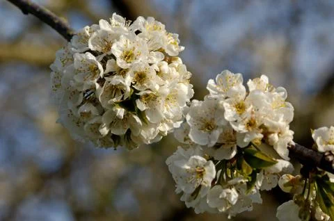 Cherry blossom Stock Photos