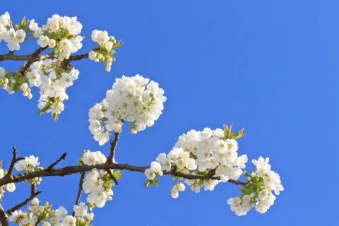 Cherry blossom Stock Photos