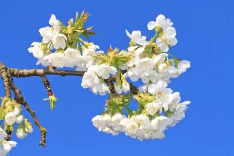 Cherry blossom Stock Photos