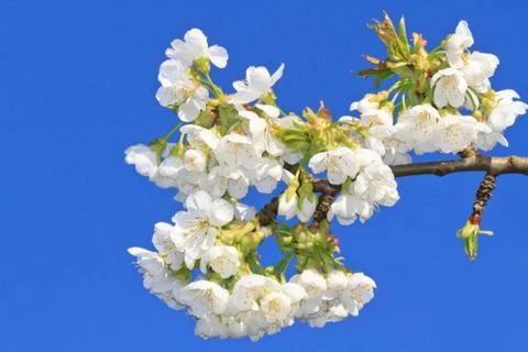 Cherry blossom Stock Photos