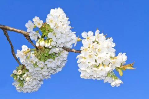 Cherry blossom Foto stock
