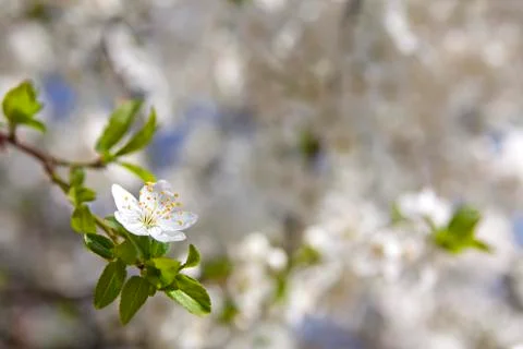 Cherry blossom Stock Photos