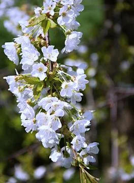 Cherry blossom 스톡 사진
