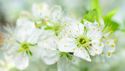 Cherry blossom 库存照片
