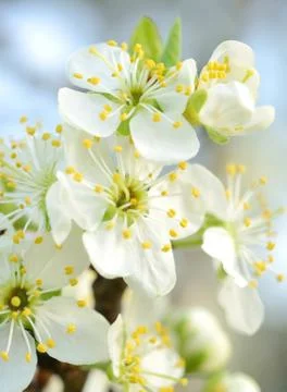 Cherry blossom 写真素材