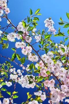 Cherry blossom Stock Photos