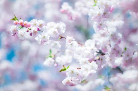 Cherry blossom Stockfoto's