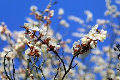 Cherry blossom Stock Photos