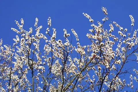 Cherry blossom Stock Photos