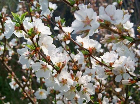 Cherry blossom 스톡 사진