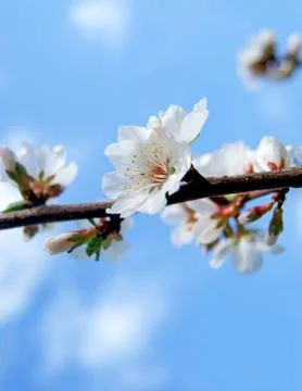 Cherry blossom Stock-Fotos