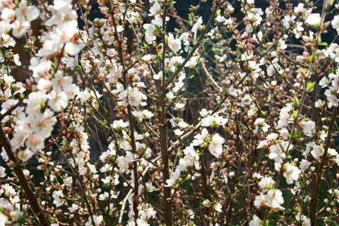 Cherry blossom 스톡 사진