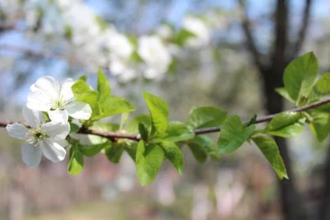Cherry blossom Stock Photos