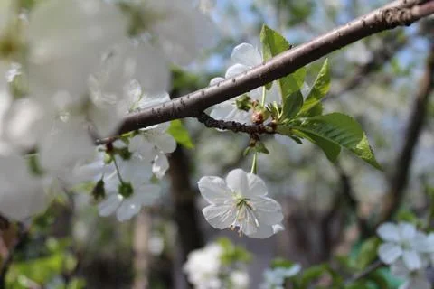 Cherry blossom Stock Photos