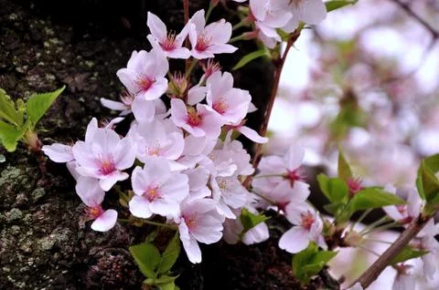 Cherry blossom Stock Photos
